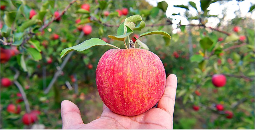 Apples in the orchard at Saejae Apple Farm